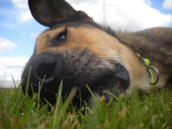 Blanding af racer | Rex *Charmetrolden* - Hey! billede 13