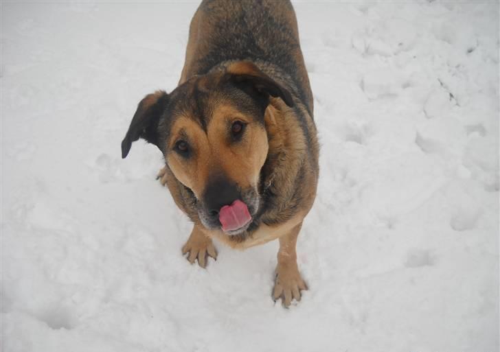 Blanding af racer | Rex *Charmetrolden* - Frækkert ;) billede 15