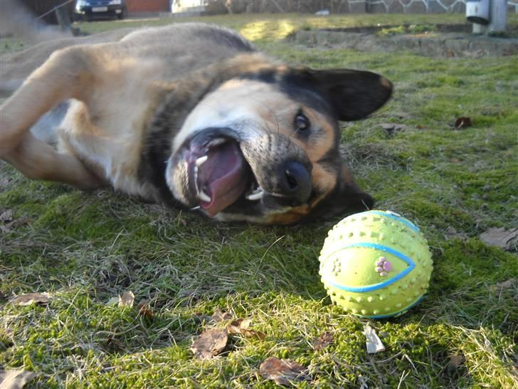 Blanding af racer | Rex *Charmetrolden* - "Lige ved at få fat i dig!" billede 7