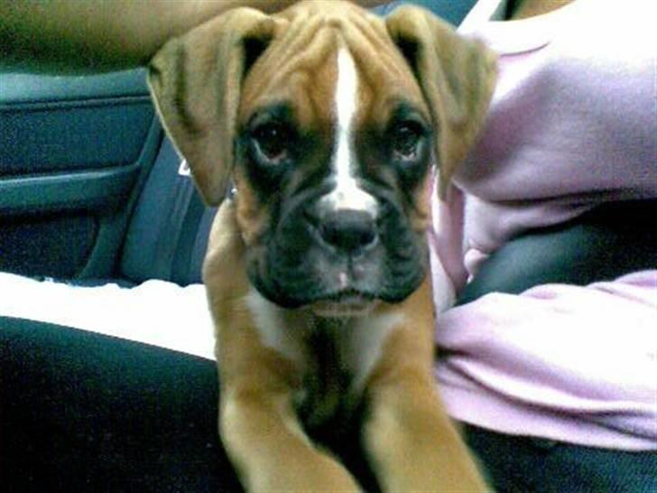 Boxer Zenta - Se mig lige hvor smuk jeg er  billede 1