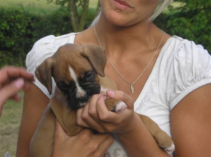 Boxer Zenta - Er jeg ikke bare bedårende? billede 2