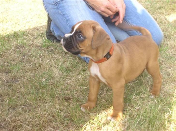 Boxer Zenta billede 3