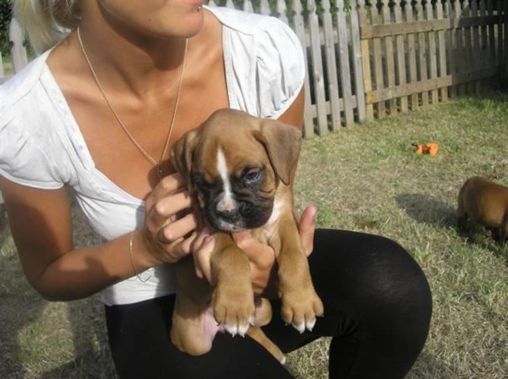 Boxer Zenta billede 4