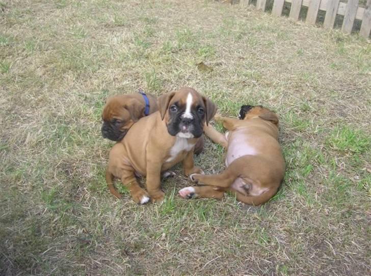 Boxer Zenta billede 5