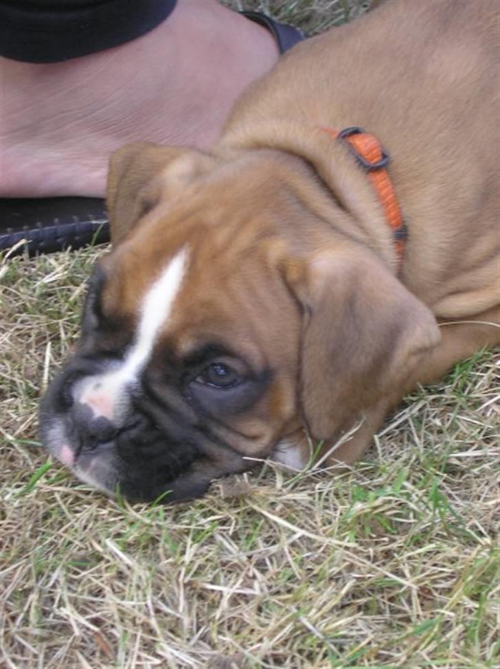 Boxer Zenta billede 6