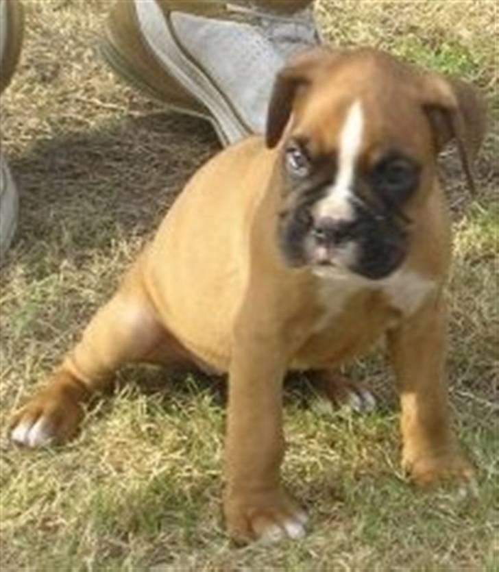 Boxer Zenta - du er så smuk og dejlig , jeg elsker dig min skat <3 billede 7