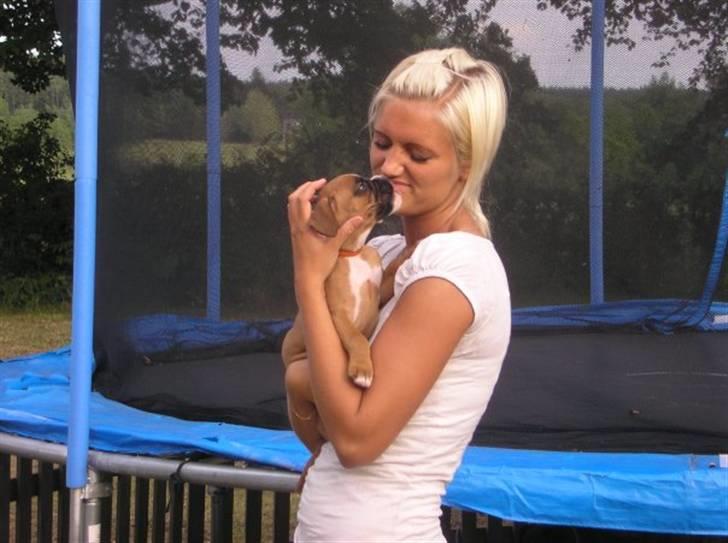 Boxer Zenta billede 8