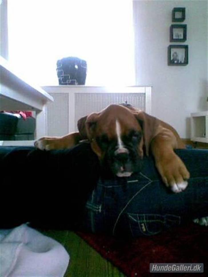 Boxer Zenta billede 9