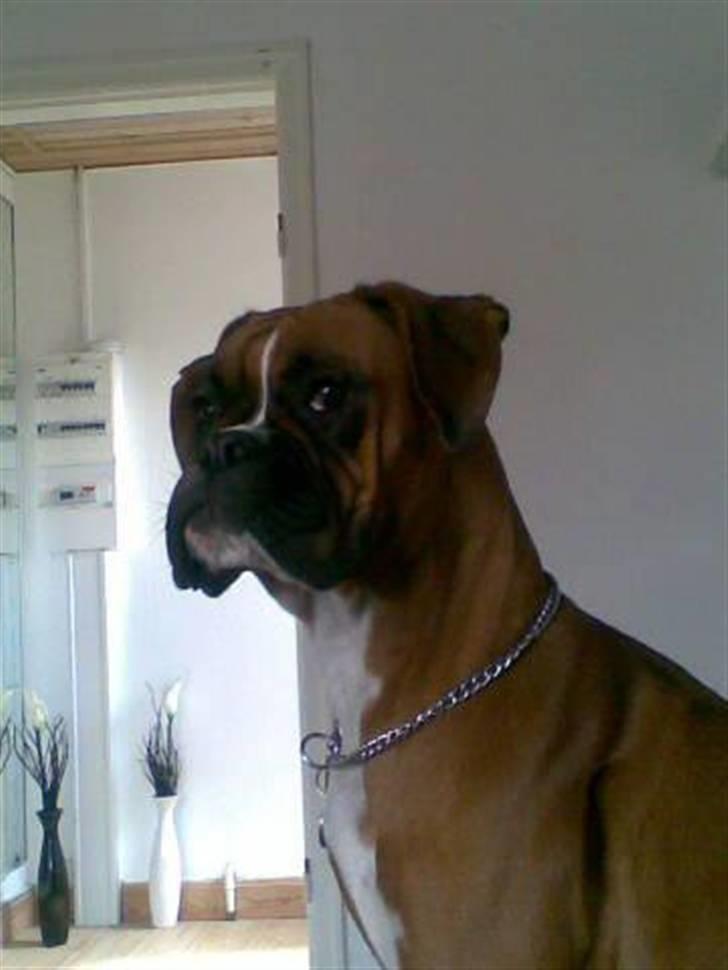 Boxer Zenta - Zenta 10 mdr. så smuk <3 billede 10