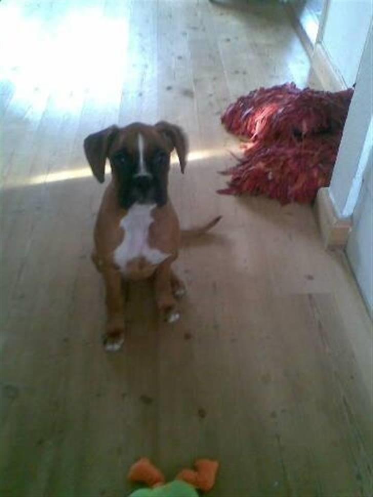 Boxer Zenta billede 11