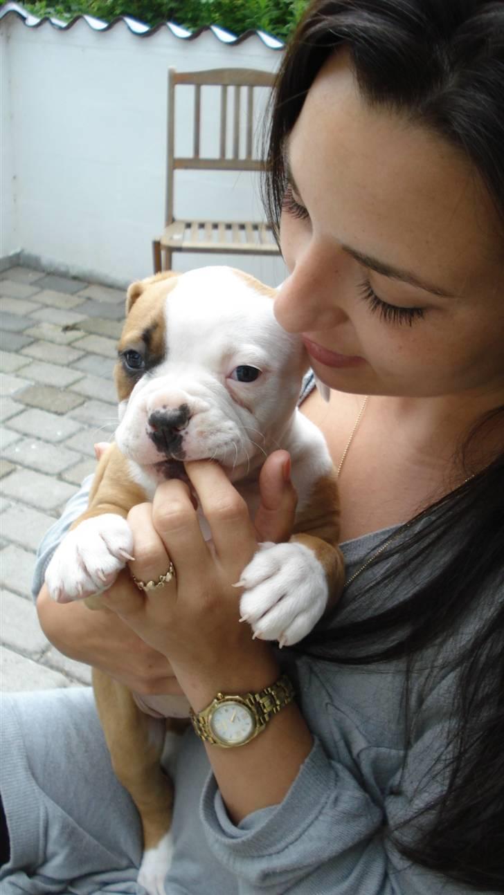 Amerikansk bulldog Amazing Bulldog Rosa billede 19