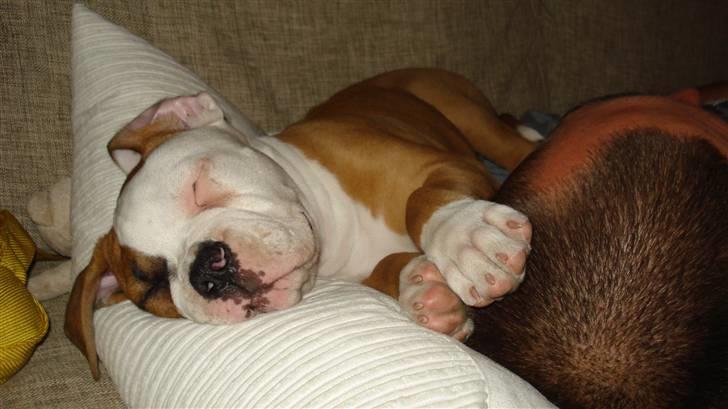 Amerikansk bulldog Amazing Bulldog Rosa - en morfar oven på fars hovede..altid godt! billede 20