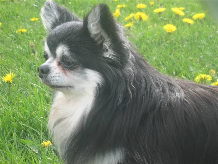 Chihuahua Johann Strauss billede 1