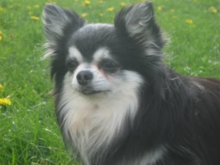 Chihuahua Johann Strauss billede 2