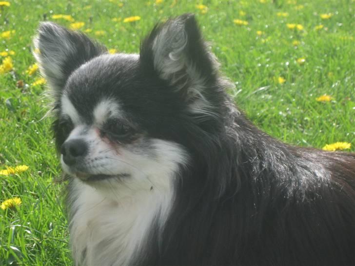 Chihuahua Johann Strauss billede 3