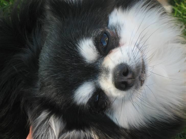 Chihuahua Johann Strauss billede 4