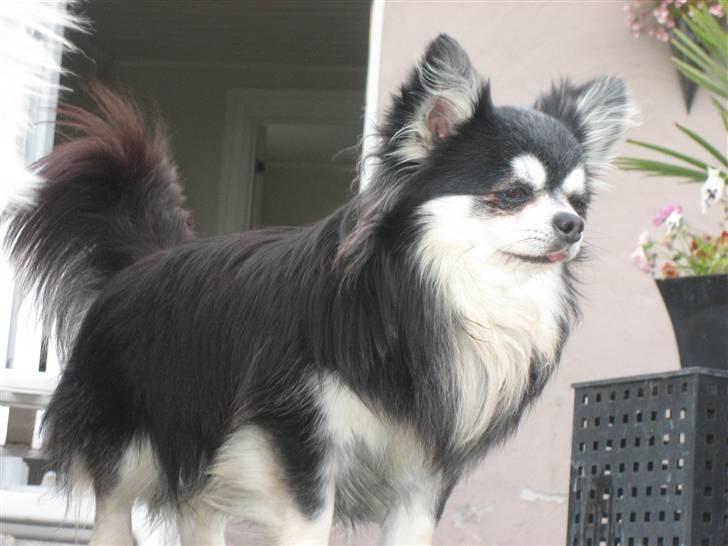 Chihuahua Johann Strauss billede 5