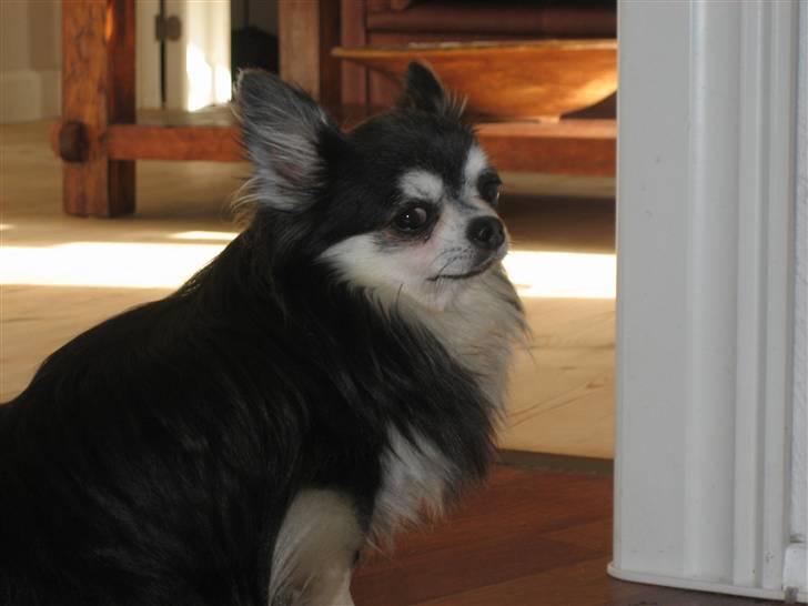 Chihuahua Johann Strauss billede 6