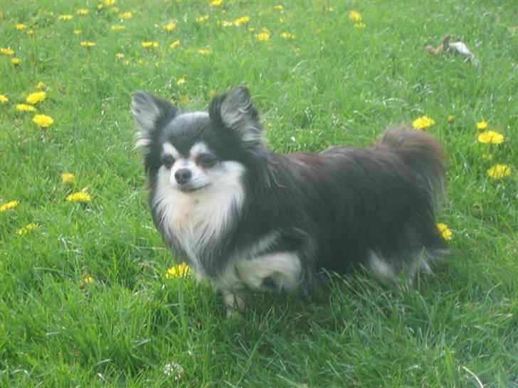 Chihuahua Johann Strauss billede 7