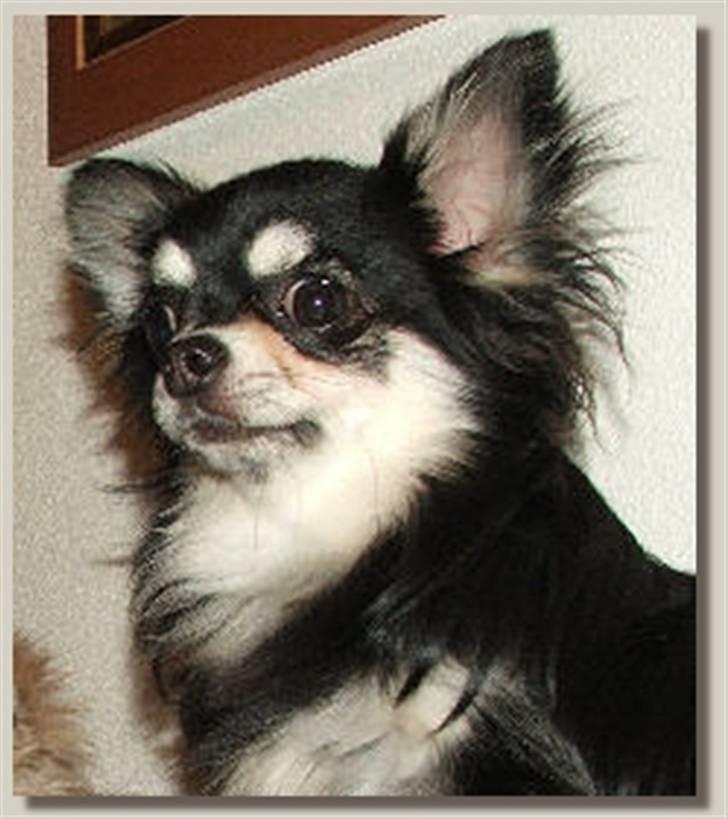 Chihuahua Johann Strauss billede 8
