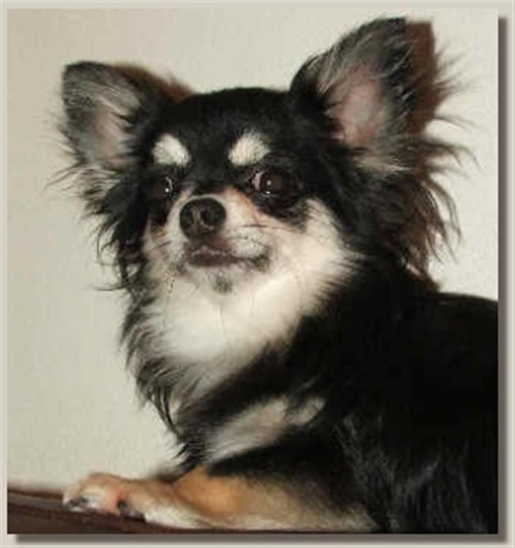 Chihuahua Johann Strauss billede 9