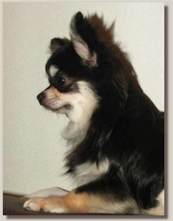 Chihuahua Johann Strauss billede 10