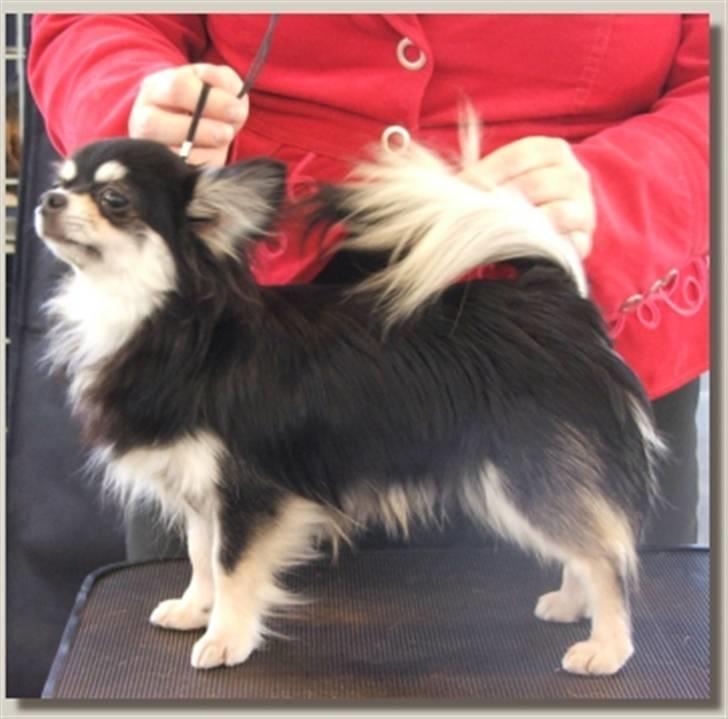 Chihuahua Johann Strauss billede 11