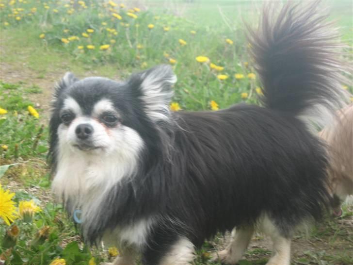 Chihuahua Johann Strauss billede 12