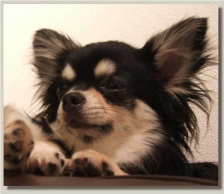 Chihuahua Johann Strauss billede 13