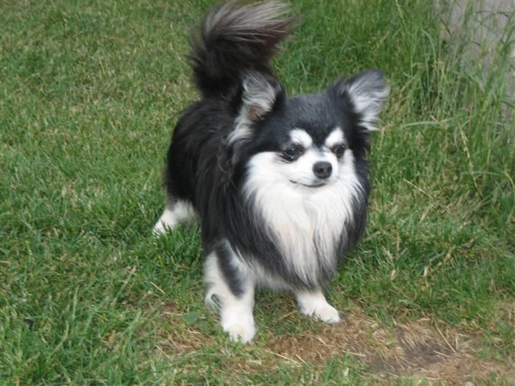 Chihuahua Johann Strauss billede 14