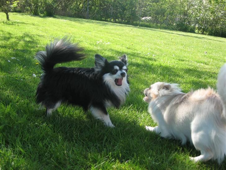 Chihuahua Johann Strauss billede 15