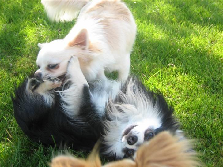 Chihuahua Johann Strauss billede 16