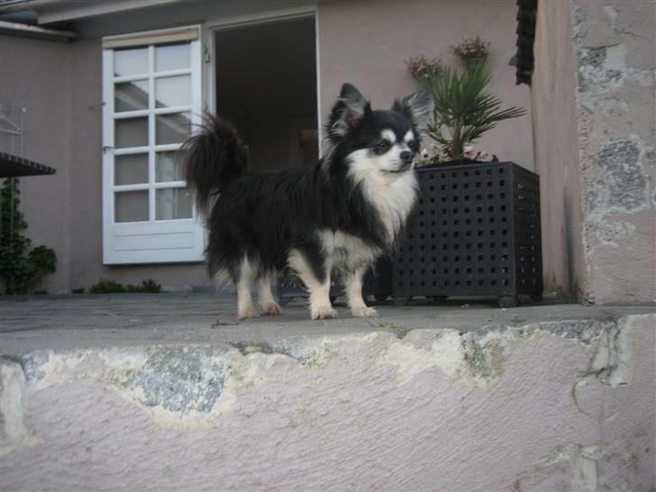 Chihuahua Johann Strauss billede 17