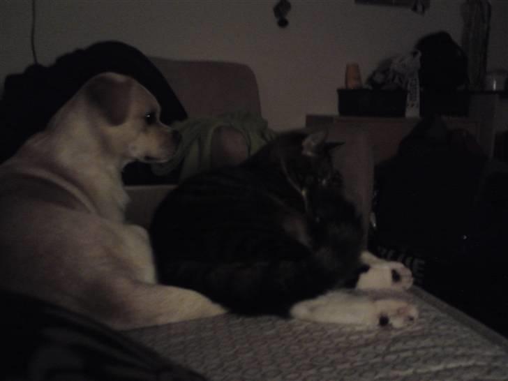 Blanding af racer Vigtor- har ham ikk mere - Vigtor og malle  billede 14