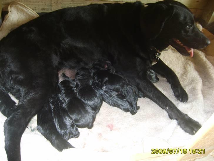 Labrador retriever Sandy. - Sandy med alle de nye hvalpe :) billede 16