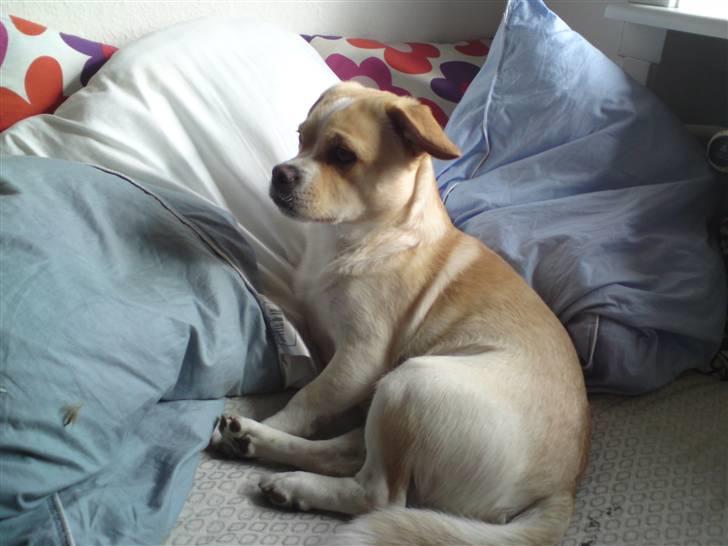 Blanding af racer Vigtor- har ham ikk mere - Vigtor putter på min seng billede 15