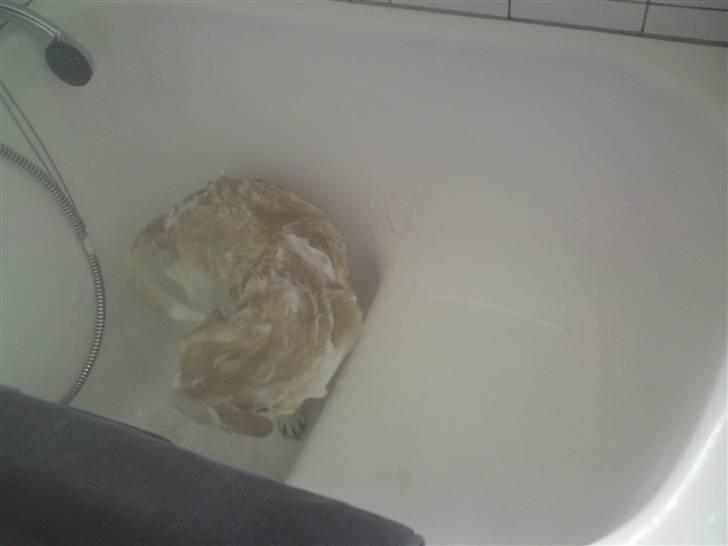 Blanding af racer Vigtor- har ham ikk mere - Vigtor i bad billede 16