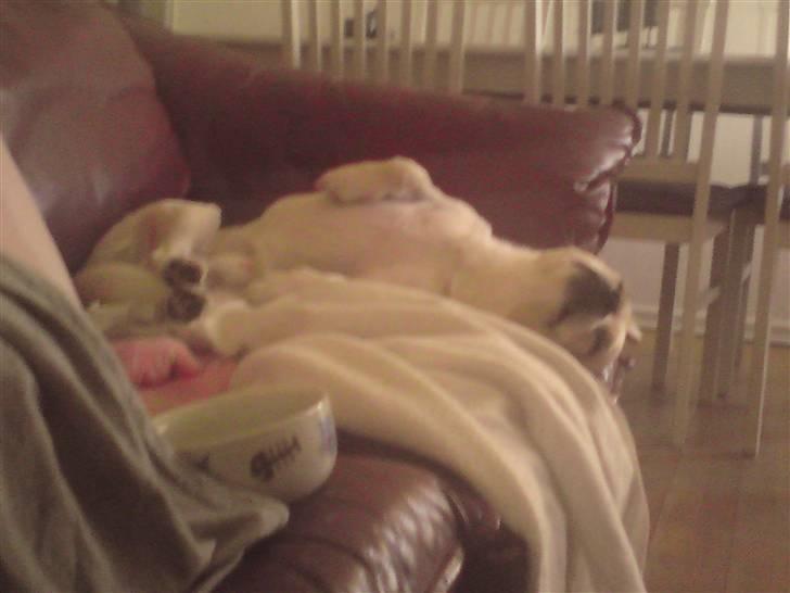 Blanding af racer Vigtor- har ham ikk mere - jeg flader ud billede 17