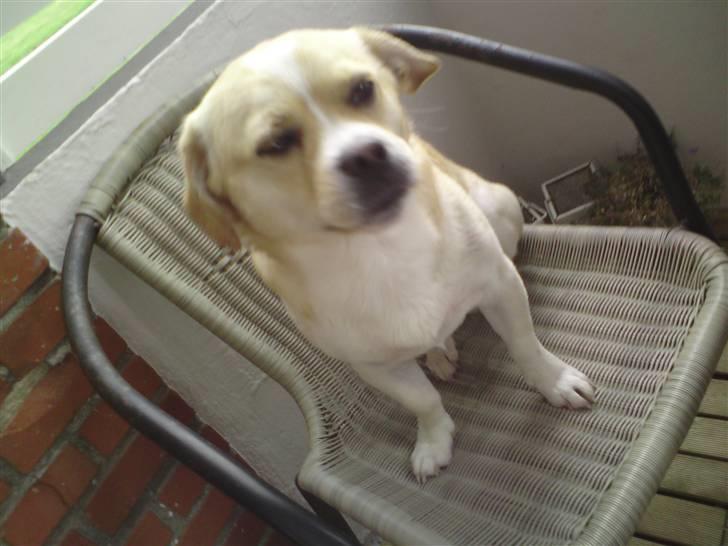 Blanding af racer Vigtor- har ham ikk mere - sider lige på altanen billede 18