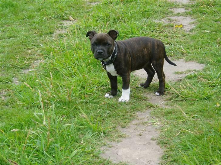 Staffordshire bull terrier Tovdals Rocky Balboa billede 8