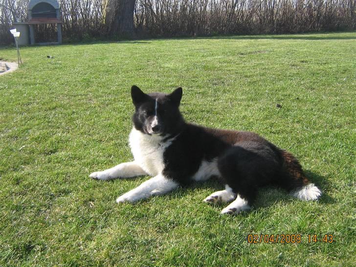 Karelsk bjørnehund Bjørnehuset Samson R.I.P billede 1