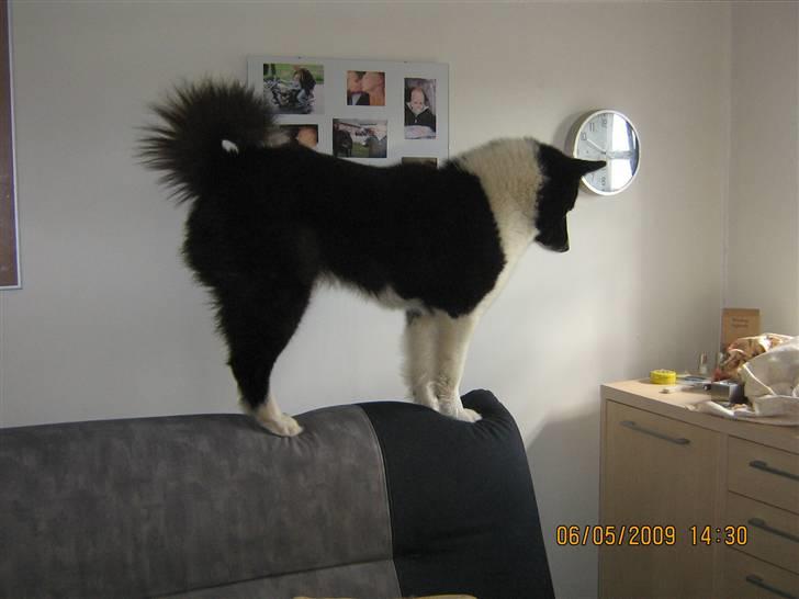 Karelsk bjørnehund Bjørnehuset Samson R.I.P billede 2