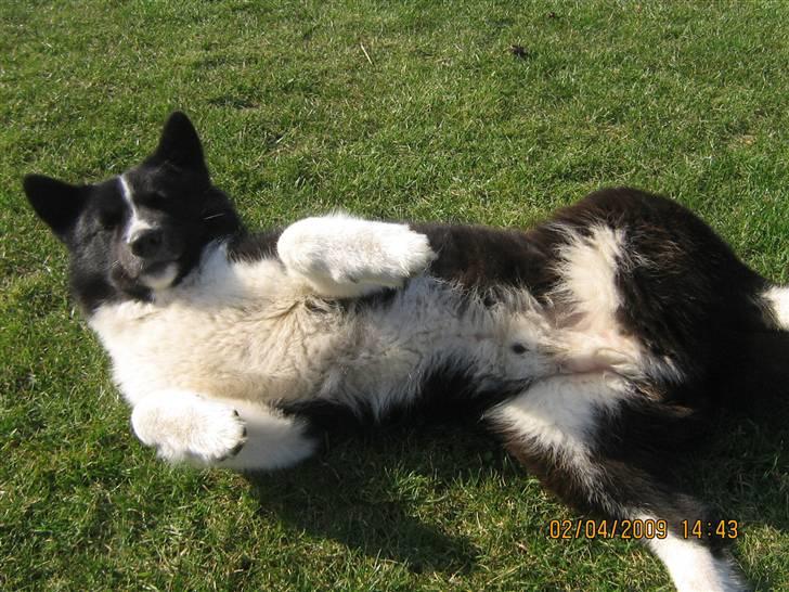 Karelsk bjørnehund Bjørnehuset Samson R.I.P billede 3