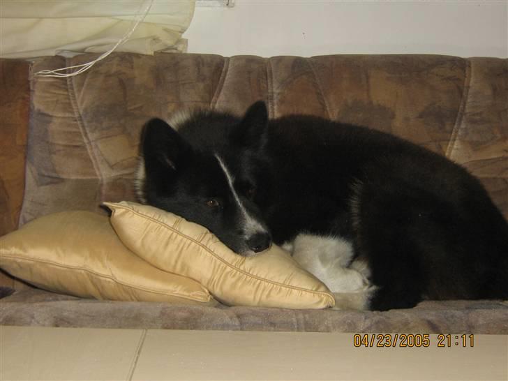 Karelsk bjørnehund Bjørnehuset Samson R.I.P billede 4