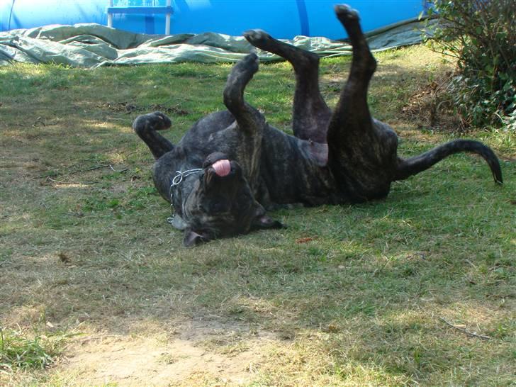 Blanding af racer Nala billede 17