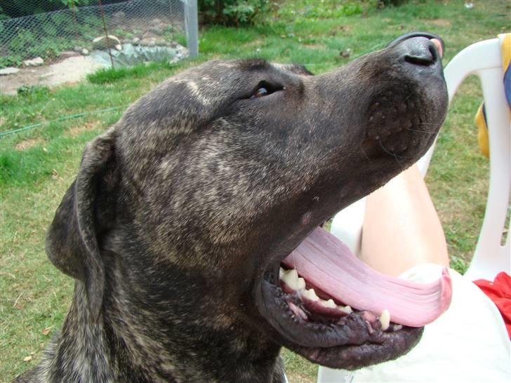 Blanding af racer Nala billede 18