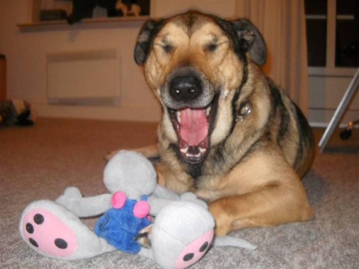 Blanding af racer | Rex *Charmetrolden* - Tossehovede<3 billede 17