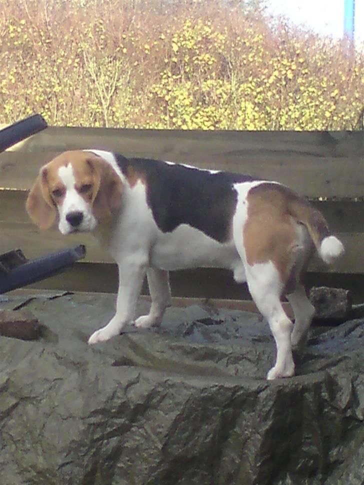 Beagle salus plet - :D billede 12