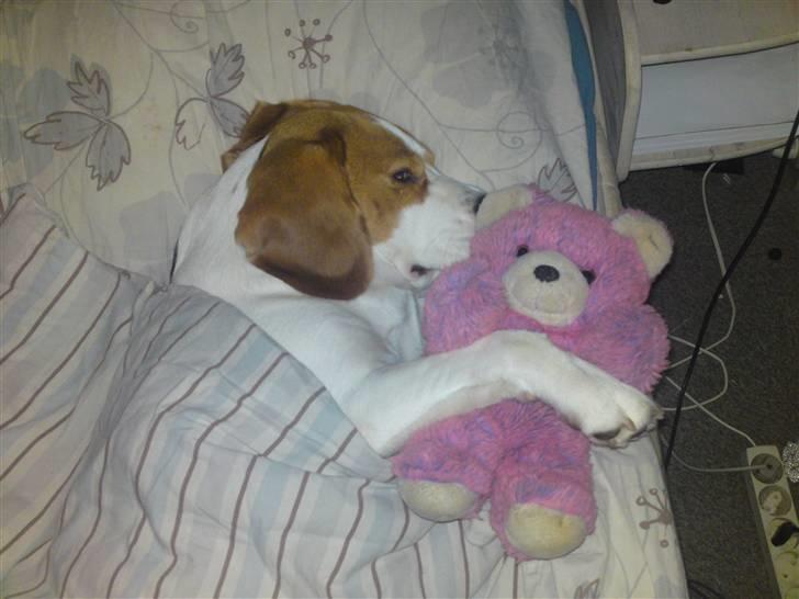 Beagle salus plet - plet som lig er blevet puttet d; billede 13