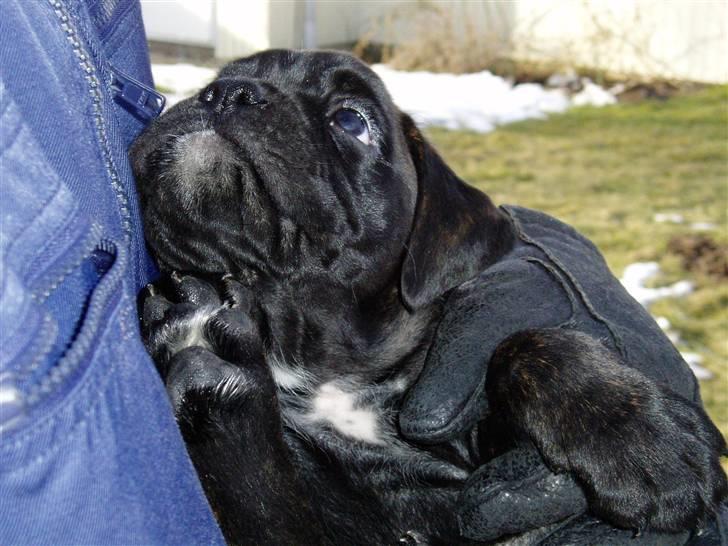 Boxer Basse/Boss - Boss billede 1